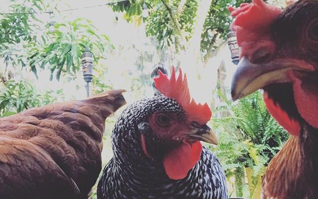 10 Hip Hop Names For Chickens (Watch out, Chicki Minaj!)
