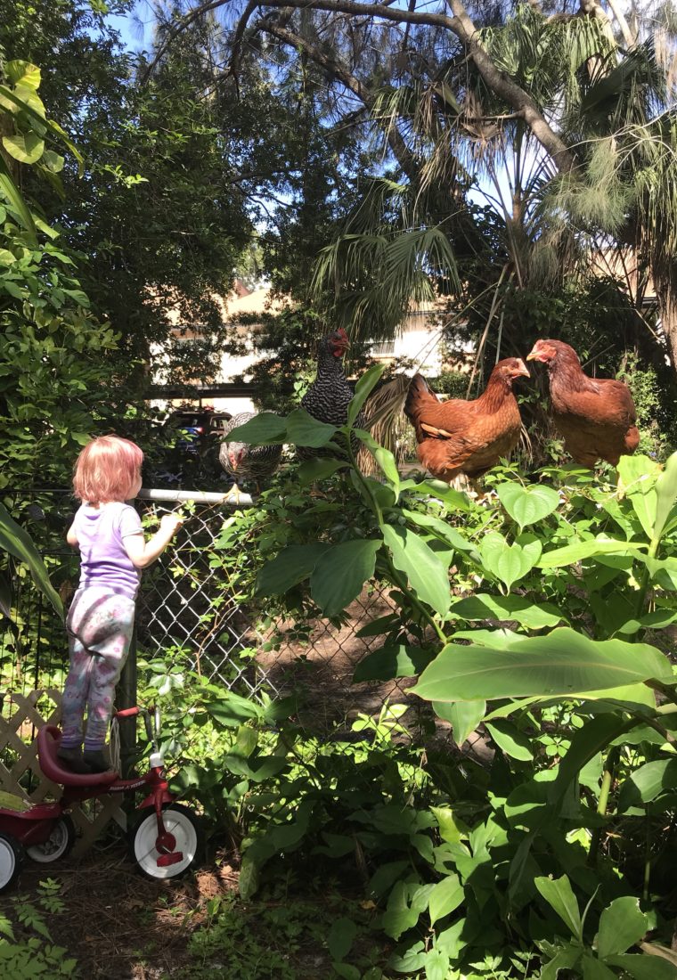 On The Fence About Backyard Chickens?