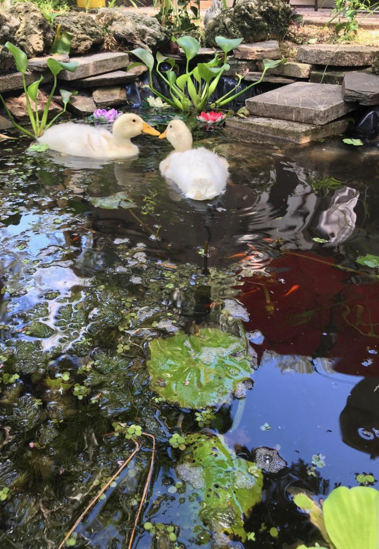 DIY Natural Duck Pond (no chemicals, pumps) with progress photos