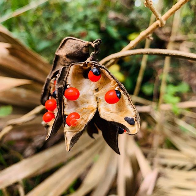 Watch Out For The Rosary Pea, Here’s Why