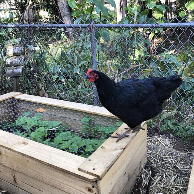 Chicken-Proofing Your Garden