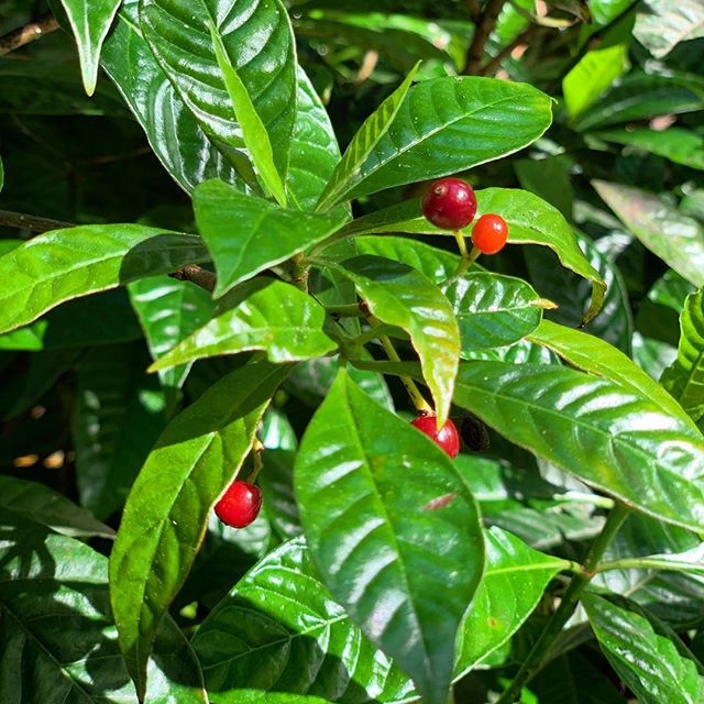 Is The Wild Coffee Bush Edible?