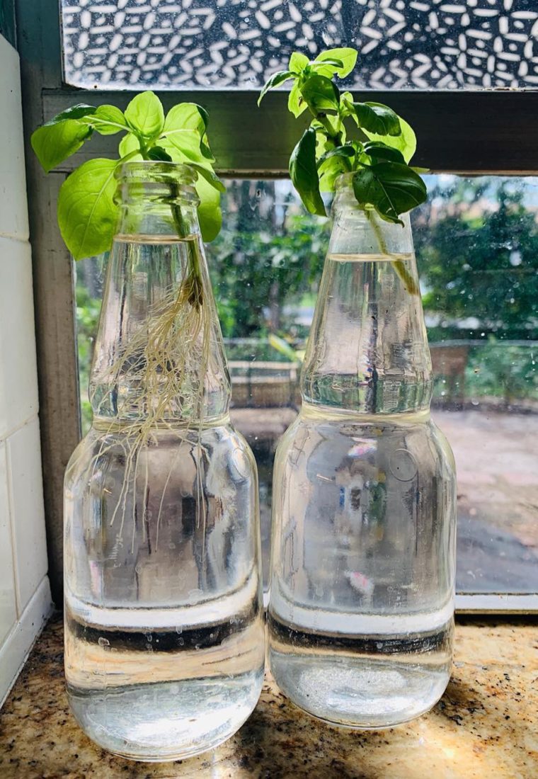 How To Grow Basil Continuously