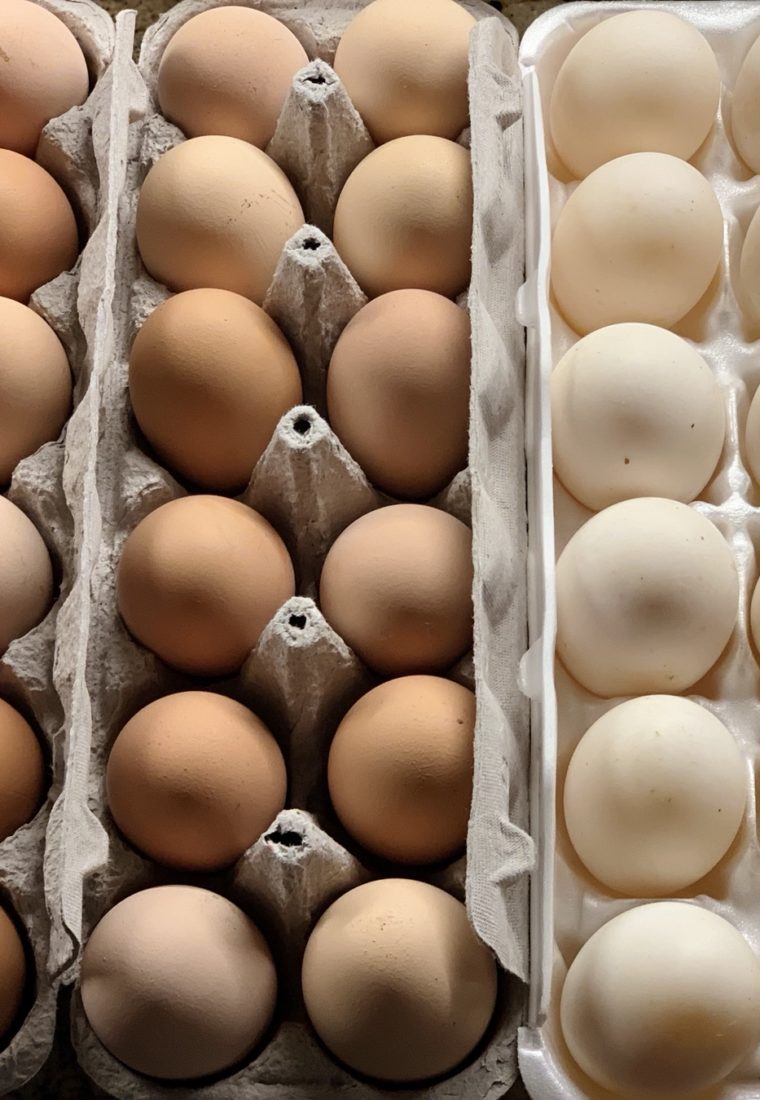 What We Love About Duck Eggs vs Chicken Eggs