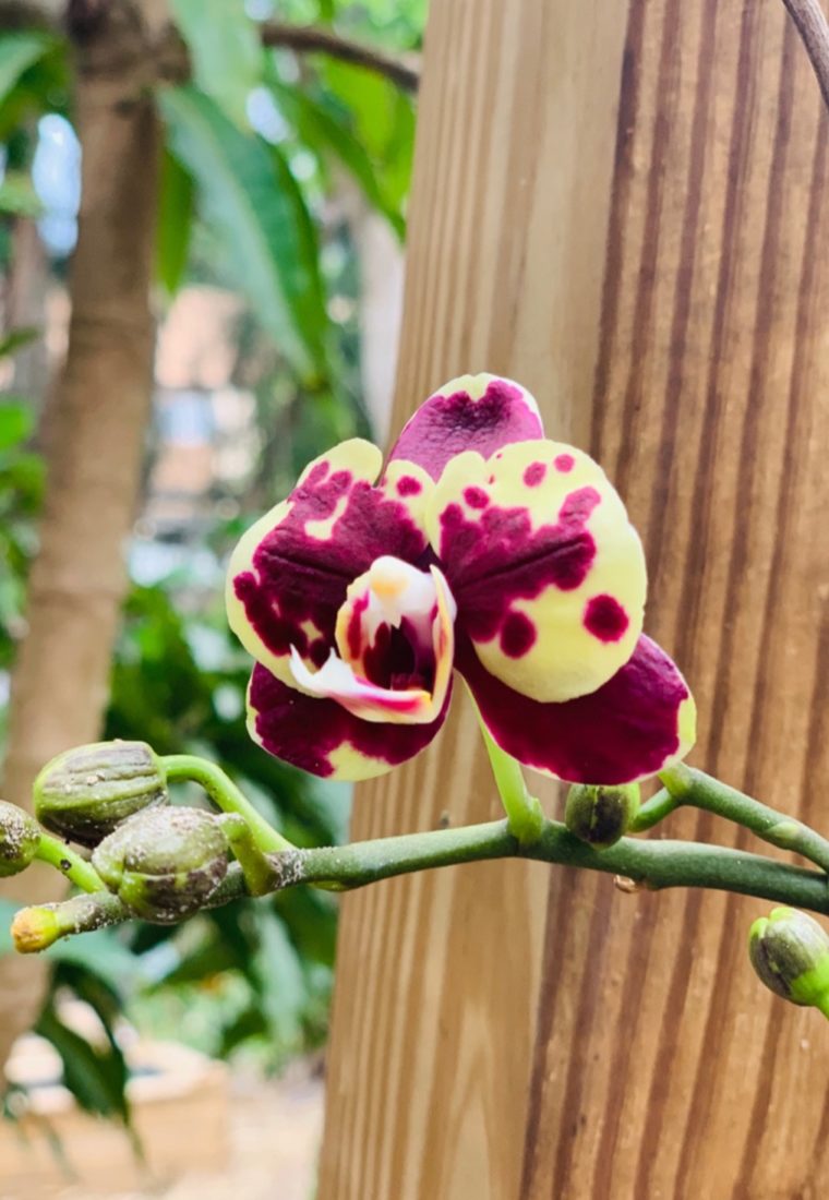 How To Successfully Grow Orchids By Forgetting About Them