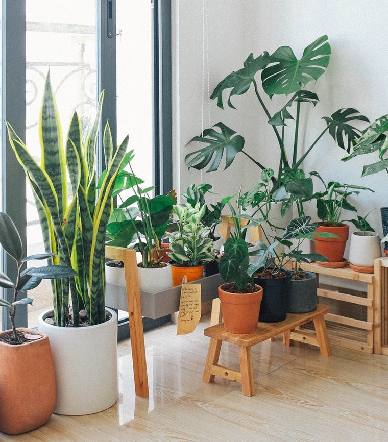 5 Beautiful Ways to Add More Plants to Your Home