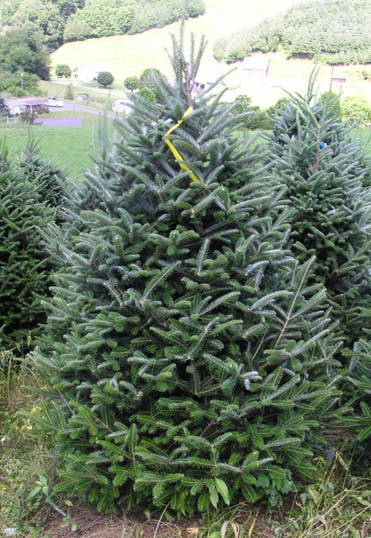 10 Types of Christmas Trees That Really Smell Authentic