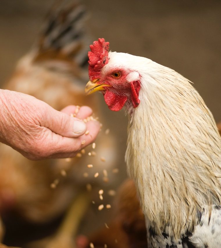 Why Chickens are a Great Start for Any Homestead