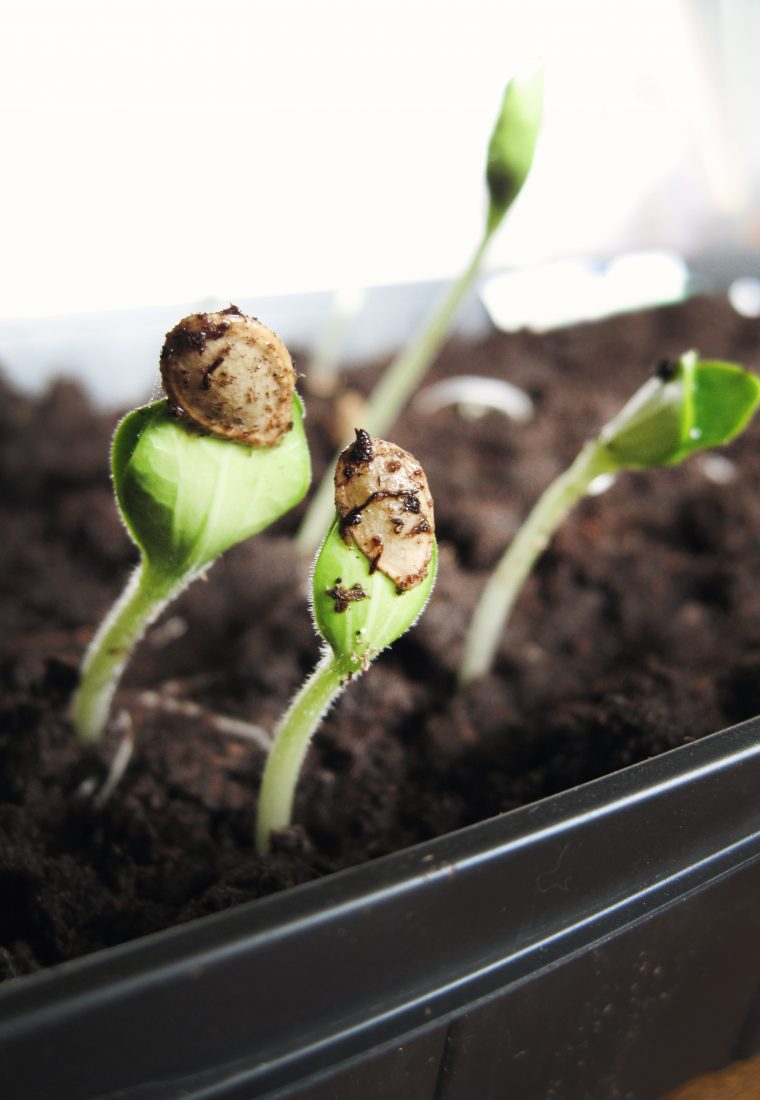 5 Reasons You Should Start Indoor Gardening