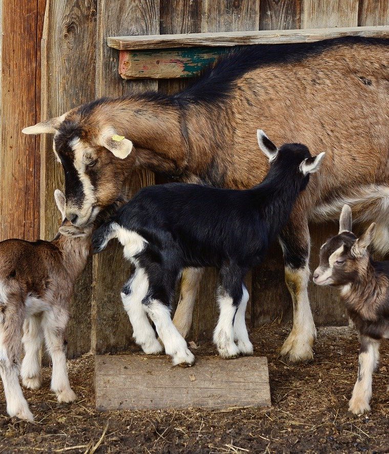 Choosing the Best Breed of Dairy Goat For Your Homestead