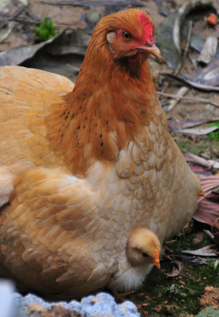 Actionable Tips for Dealing with a Broody Hen