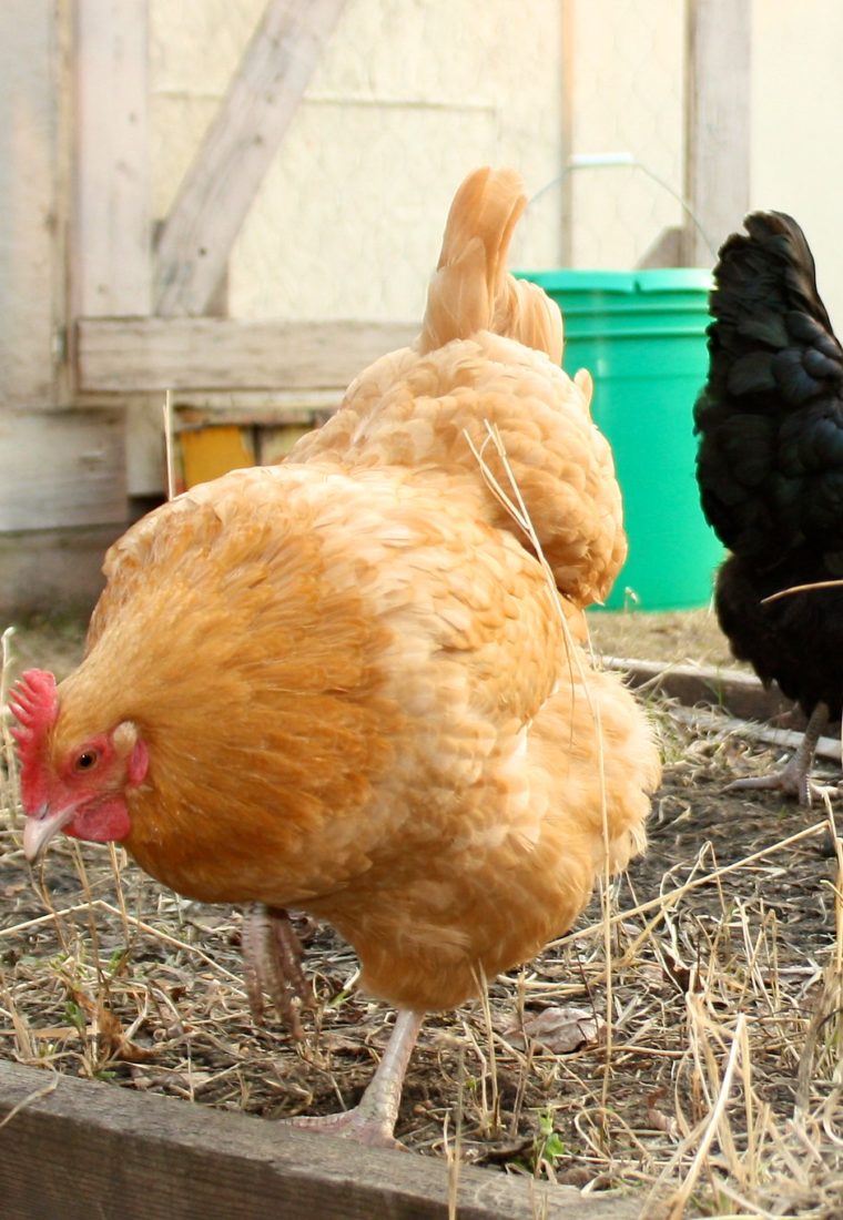 4 Reasons to Raise Chickens on the Homestead