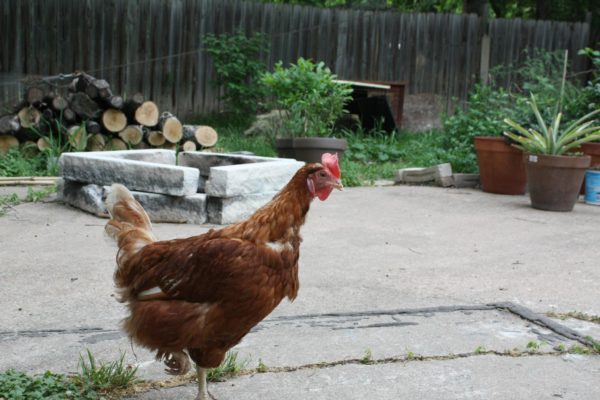 4 Reasons to Raise Chickens on the Homestead - House & Homestead